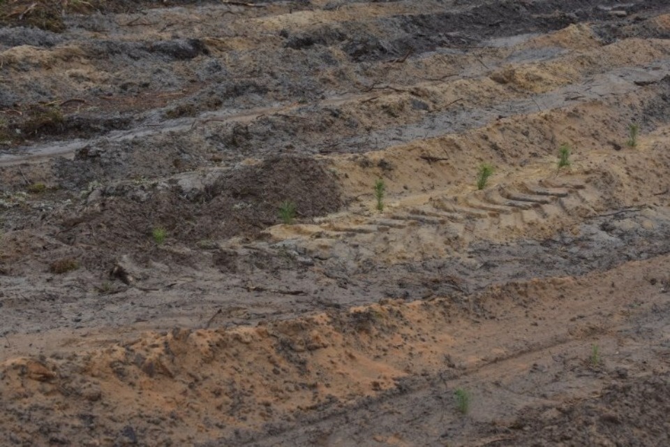 Более 10 га засеют деревьями в Псковской области в рамках всероссийской акции «Сохраним лес»