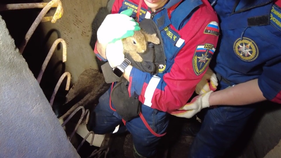 В Себежском укрепрайоне поисковики спасли зайчонка из старого ДОТа