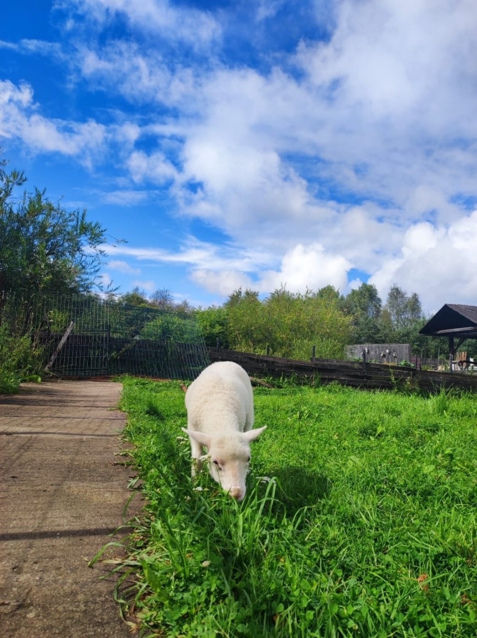 В Псковской области волонтеры приютили осиротевшего ягненка