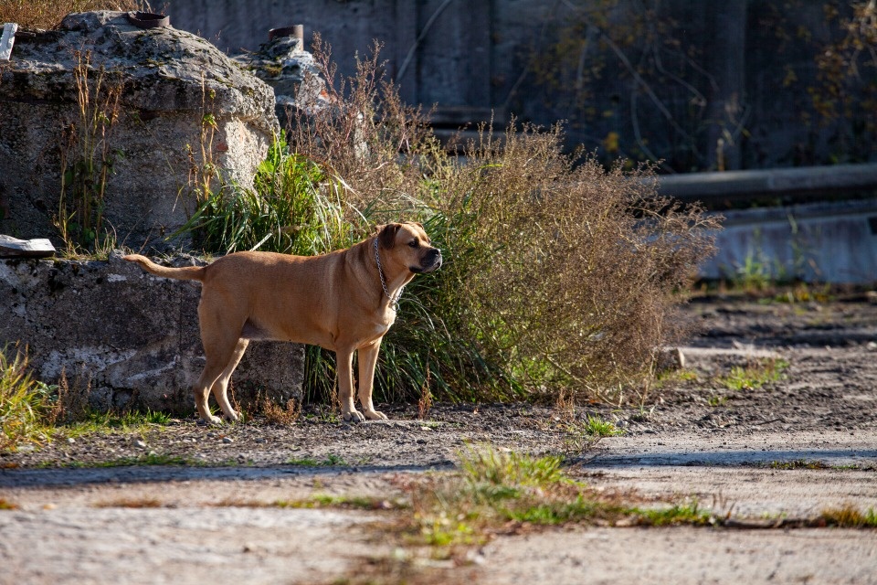 На улицах Пскова стало меньше бездомных кошек и собак
