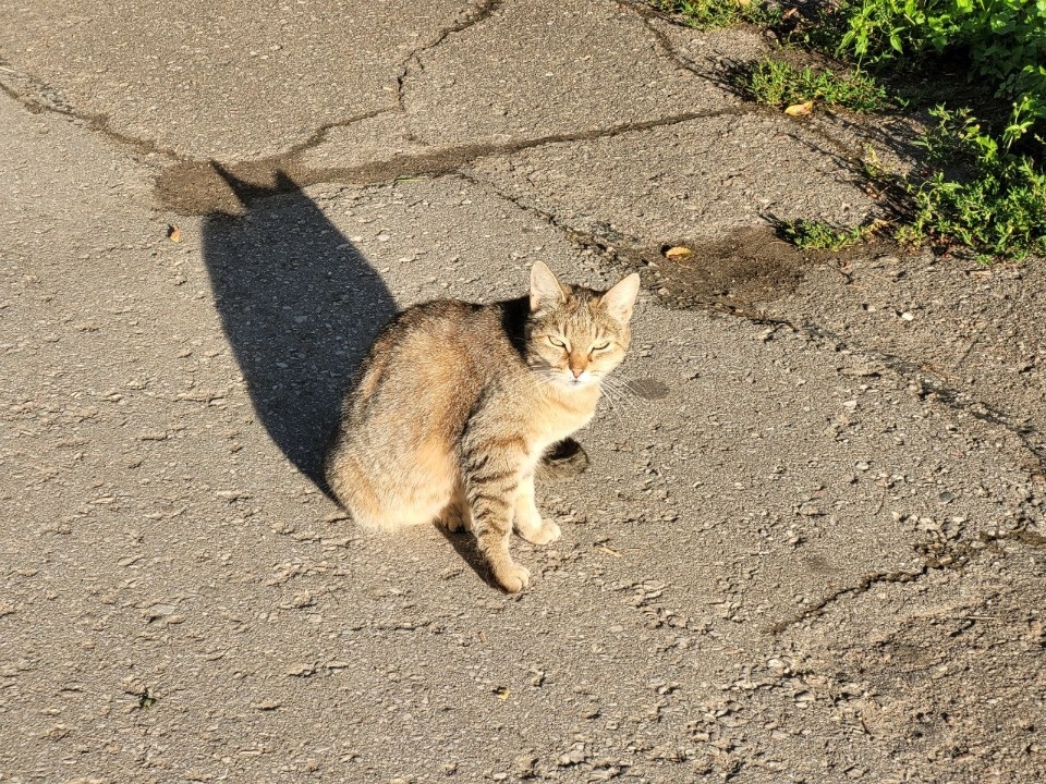 На улицах Пскова стало меньше бездомных кошек и собак