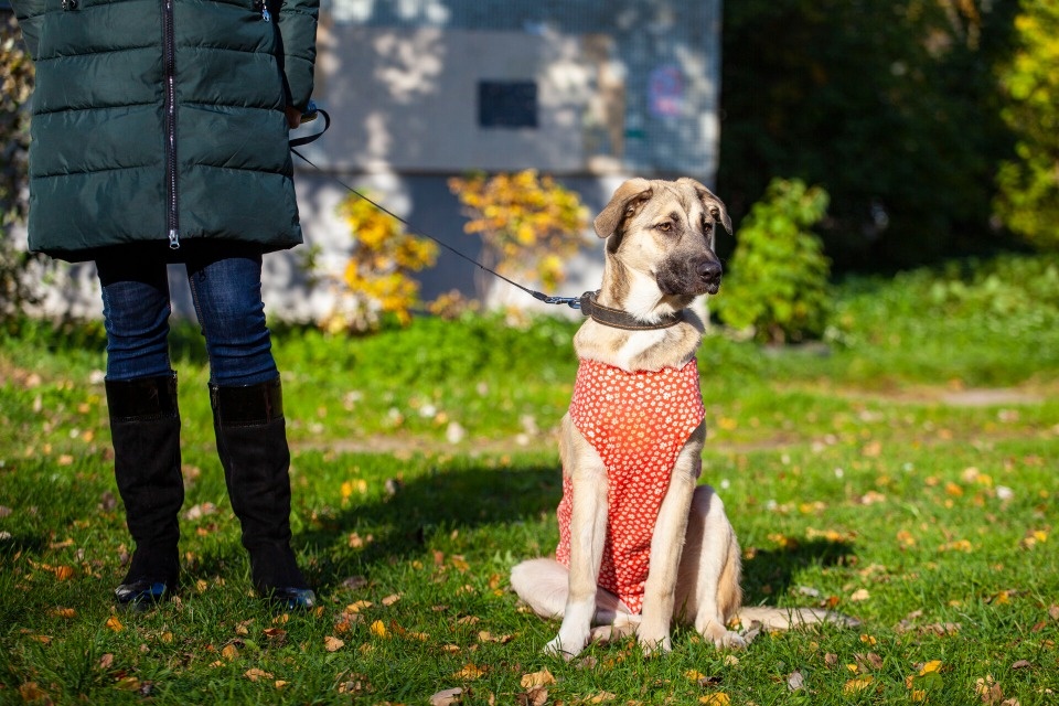 За последние два года в Пскове стали реже пристраивать бездомных животных За последние два года в Пскове стали реже пристраивать бездомных животных