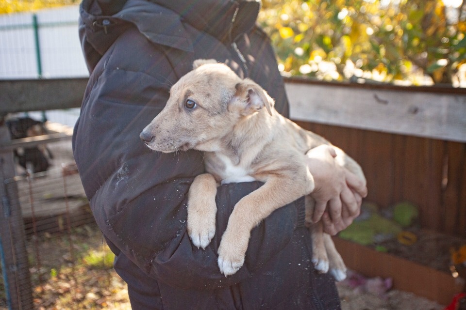 За последние два года в Пскове стали реже пристраивать бездомных животных За последние два года в Пскове стали реже пристраивать бездомных животных