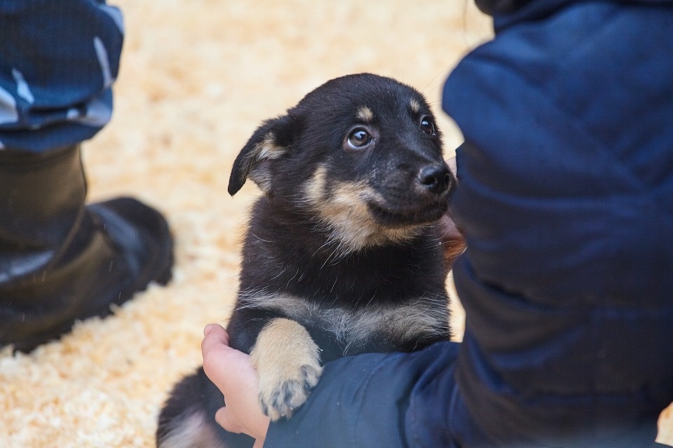 «Лесопилка» строит зооприют на новой территории в Пскове на субсидии «Лесопилка» строит зооприют на новой территории в Пскове на субсидии