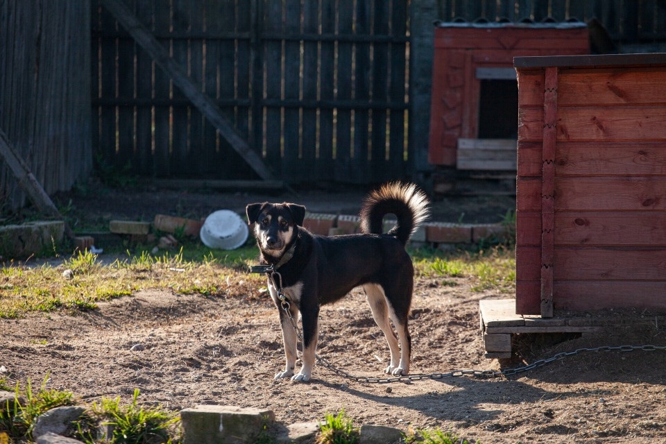 «Лесопилка» строит зооприют на новой территории в Пскове на субсидии «Лесопилка» строит зооприют на новой территории в Пскове на субсидии