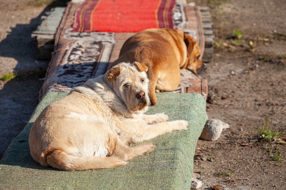 В Пскове в пандемию особенно часто возвращали взятых из приютов животных