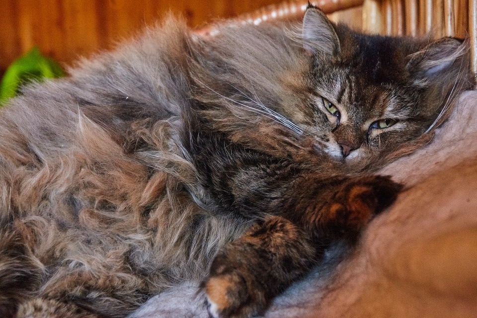 Зооприют Пскова стал меньше брать бездомных животных с улиц