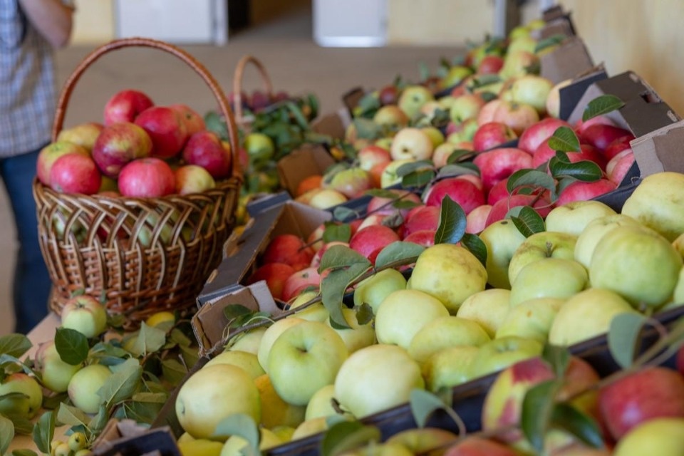 Псковичи за год должны съедать 30 тысяч тонн свежих яблок – эксперт