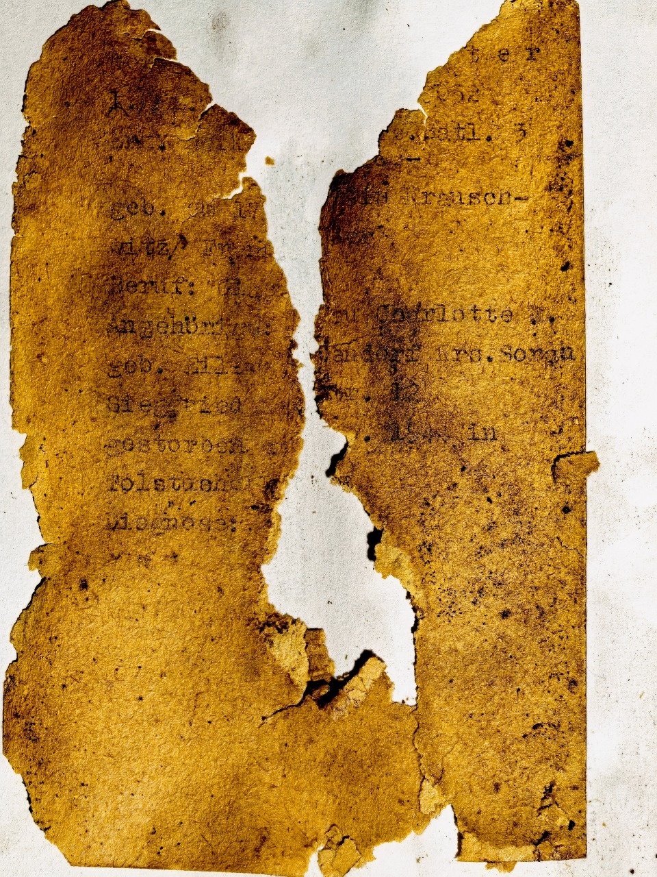 Старинное послание на немецком извлекли из бутылки в Псковской области