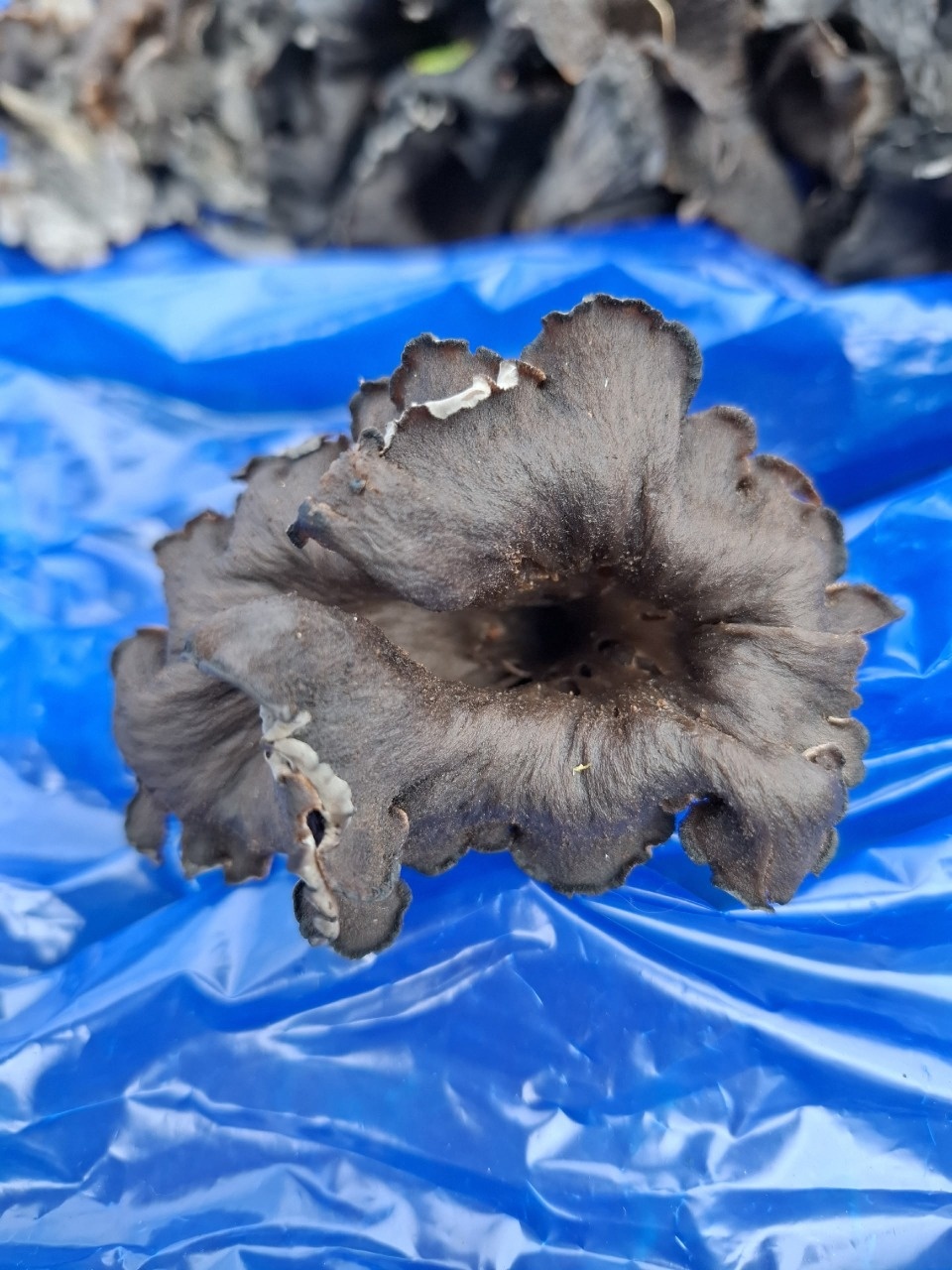 Черные лисички собирают жители Себежского района