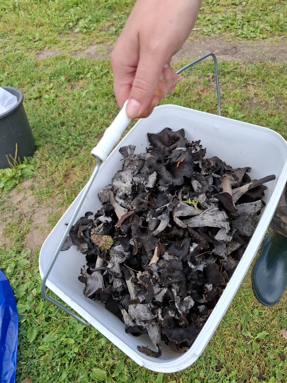 Черные лисички собирают жители Себежского района