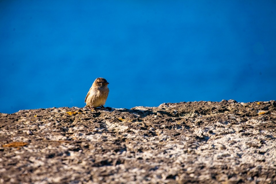 До 20 градусов тепла ожидается в Псковской области в сентябре 