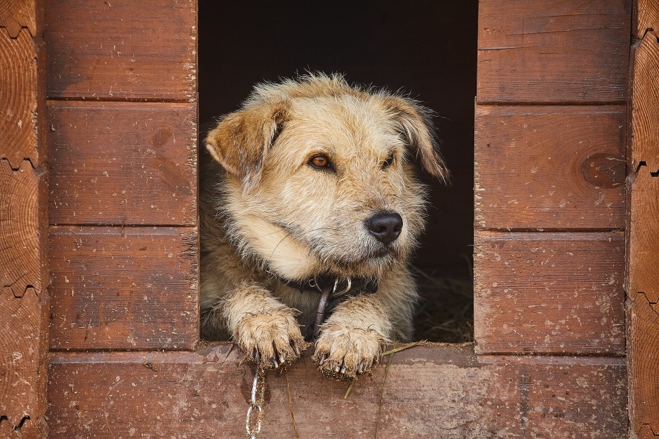 Хвост да хвост