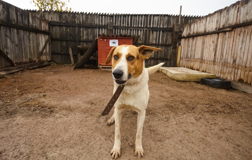 Хвост да хвост