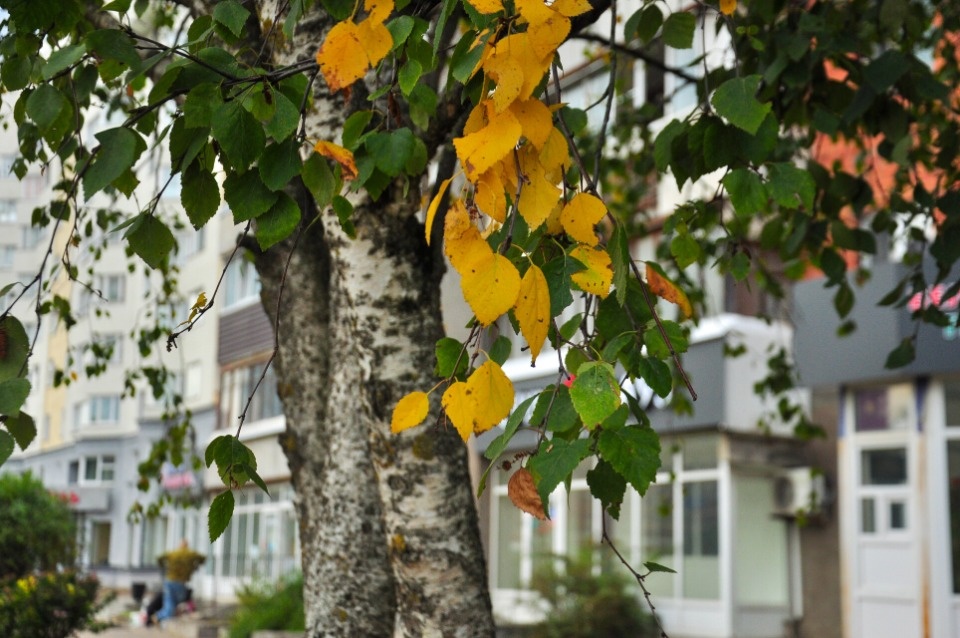 До +26 градусов прогреется воздух в Псковской области 8 сентября