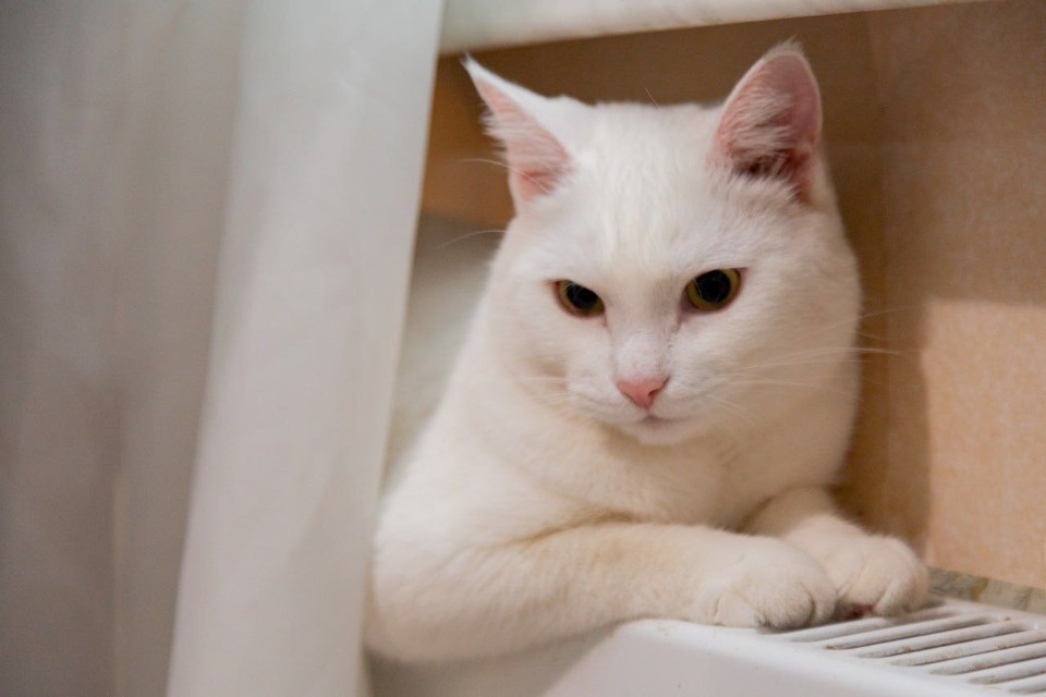 87,5% составляет общая готовность жилого фонда Пскова к отопительному сезону