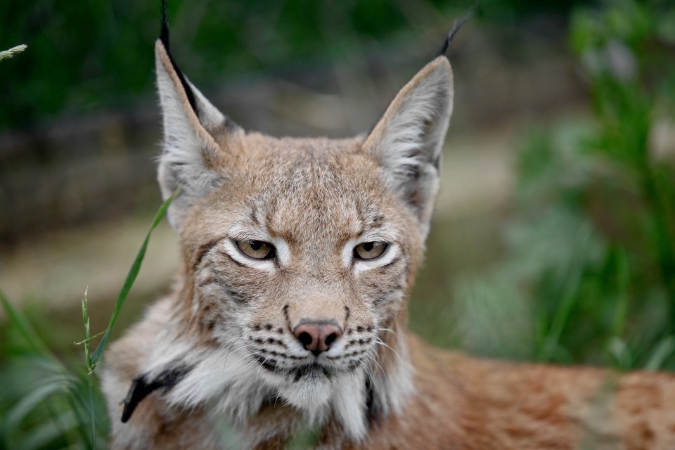 Псковичам напомнили, каких животных теперь нельзя держать дома