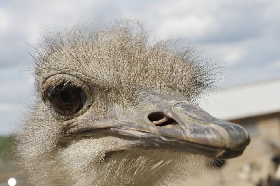 Псковичам напомнили, каких животных теперь нельзя держать дома