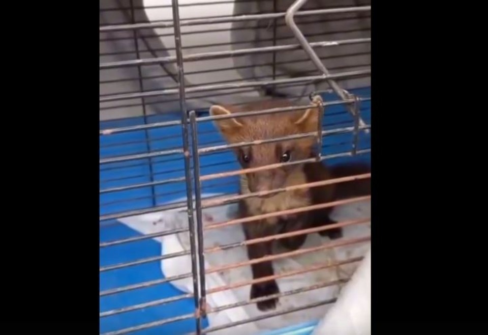 Куницу поймали в мебельном магазине в центре Пскова