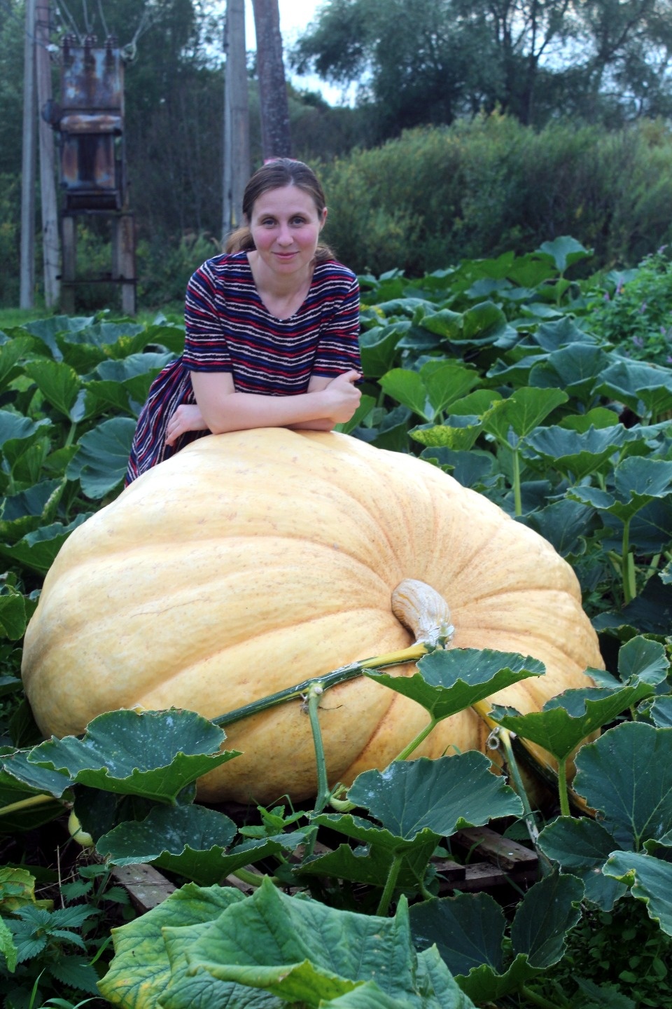 150-килограммовую тыкву вырастила семья из Бежаницкого района 