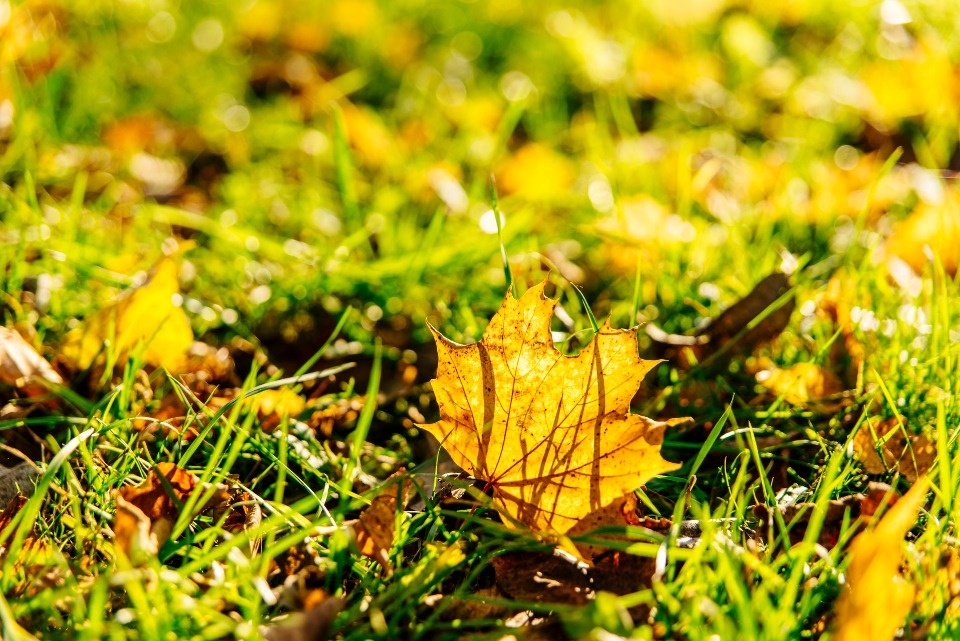 До +24 градусов ожидается в Псковской области 22 сентября