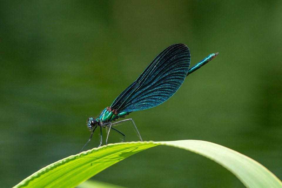 Обитатели Полистовского заповедника попали в объектив фотографа