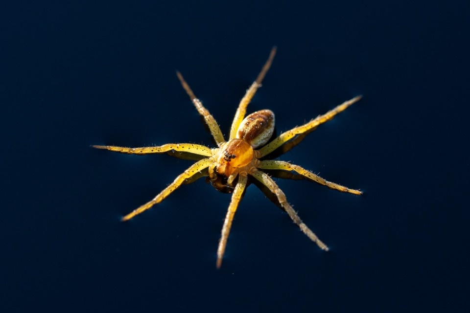 Обитатели Полистовского заповедника попали в объектив фотографа