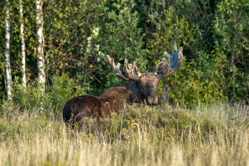 Обитатели Полистовского заповедника попали в объектив фотографа