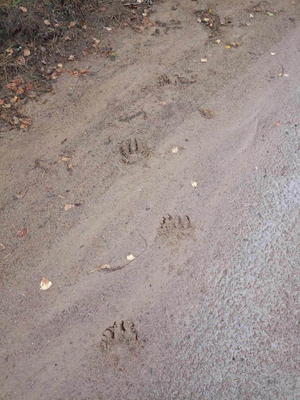 Медведей заметили в Куньинском районе