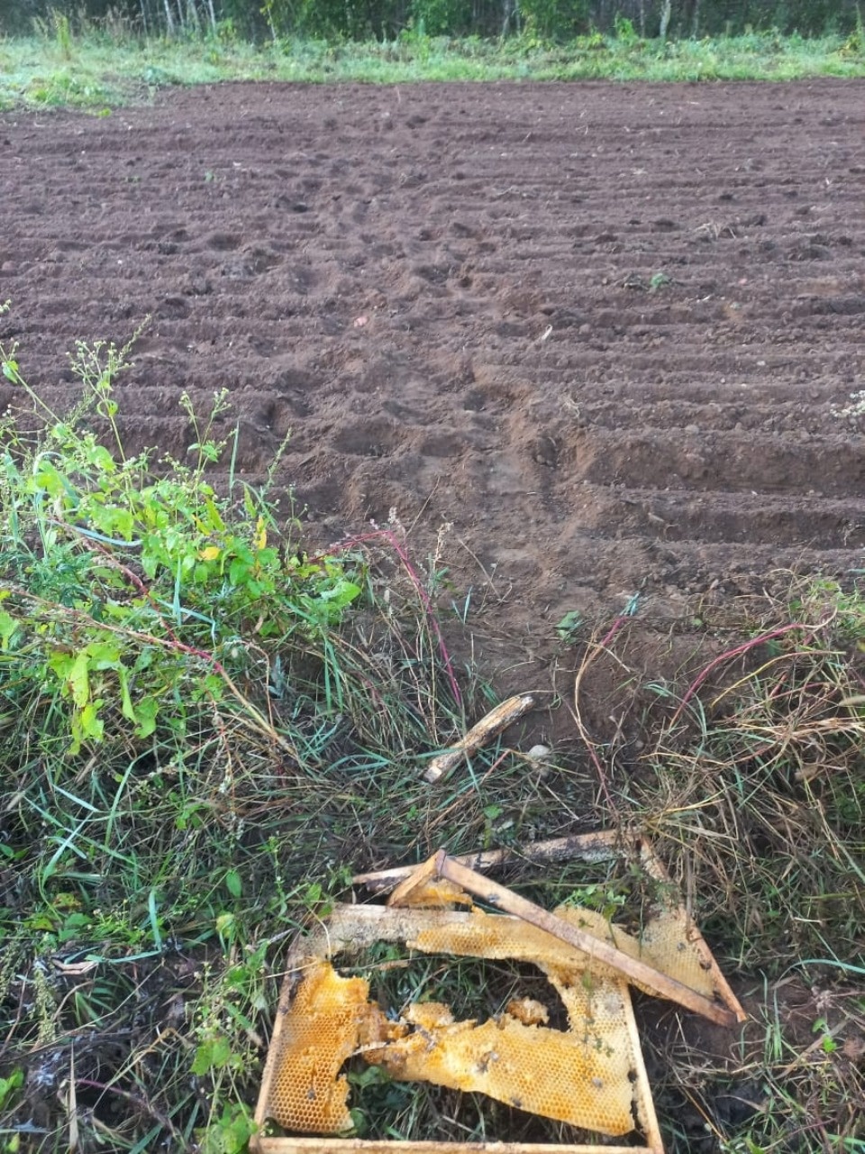 Медведей заметили в Куньинском районе