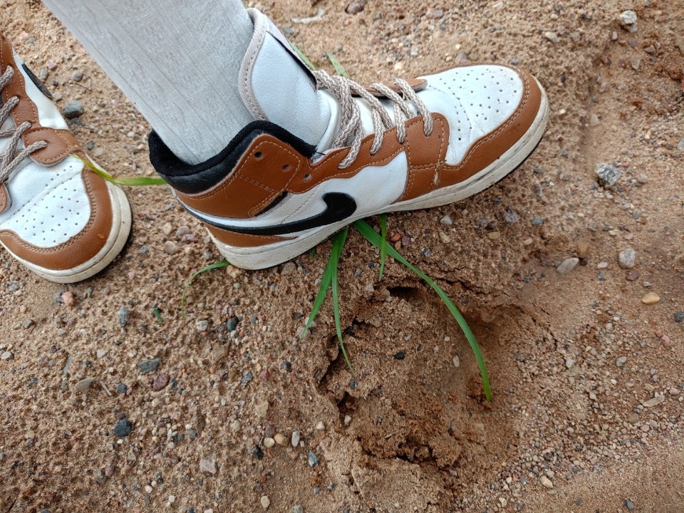 Медведей заметили в Куньинском районе