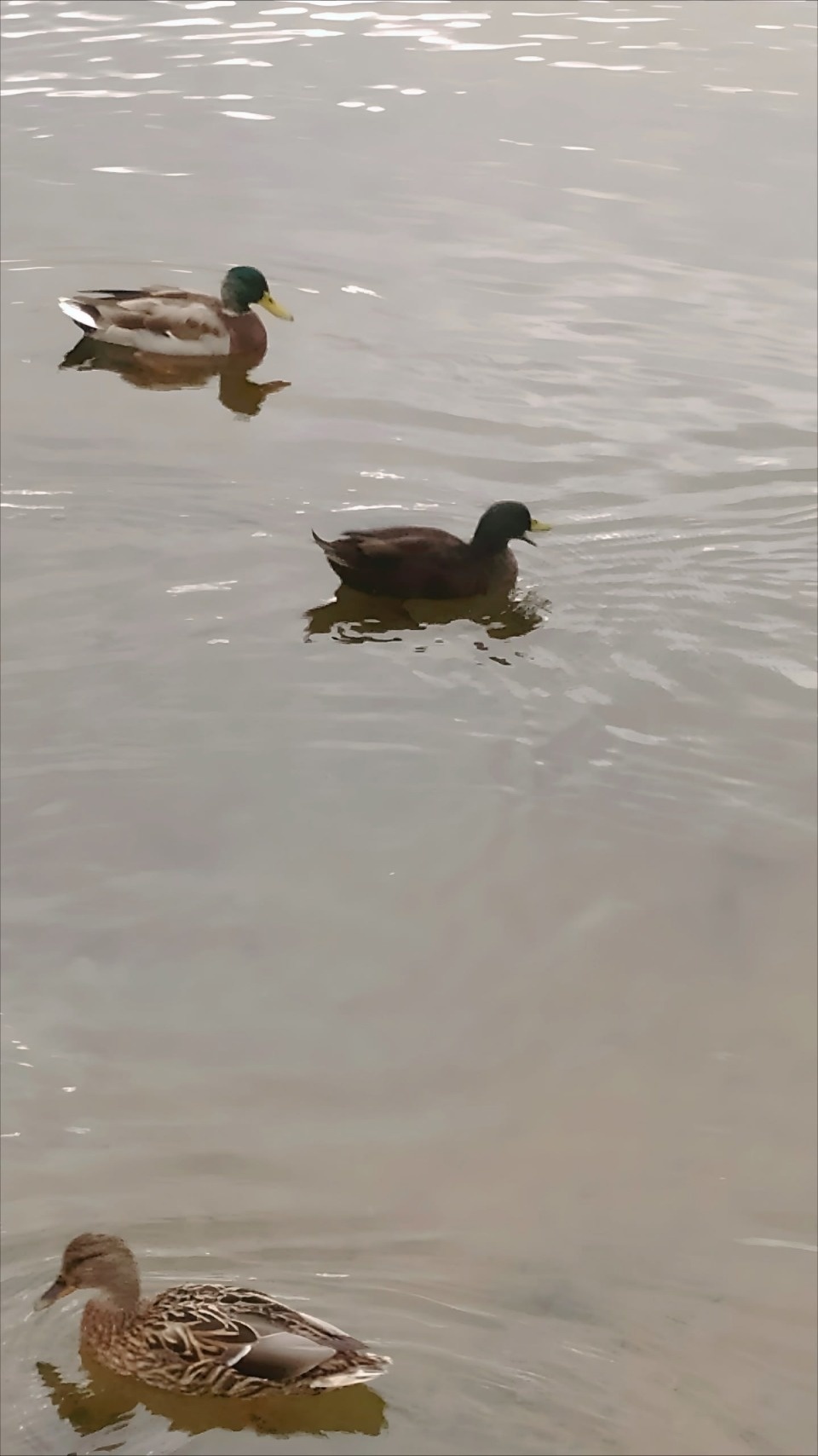 Новый вид уток из США заметили на набережной Себежского озера