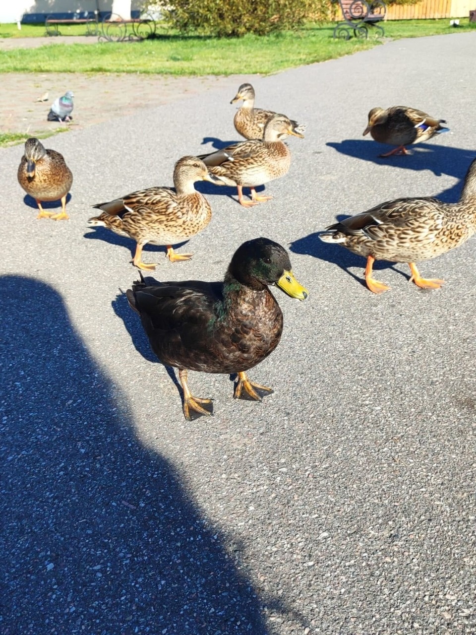 Новый вид уток из США заметили на набережной Себежского озера