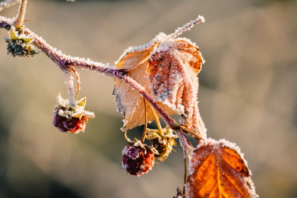 Заморозки ожидаются в Псковской области 29 сентября 