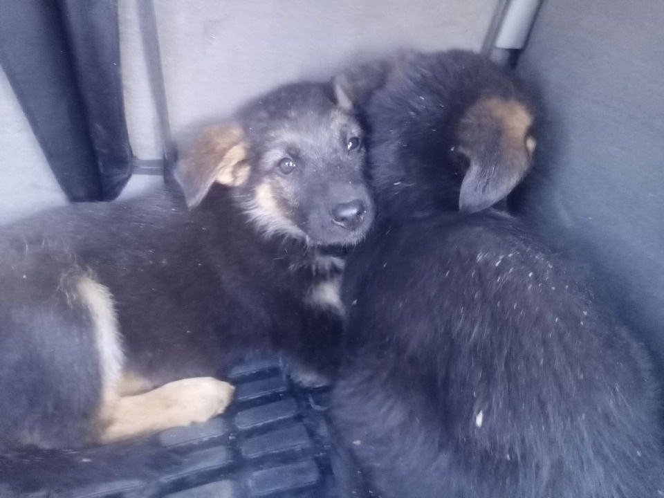 Живодеры выбросили мешок со щенками в яму в Острове Живодеры выбросили мешок со щенками в яму в Острове