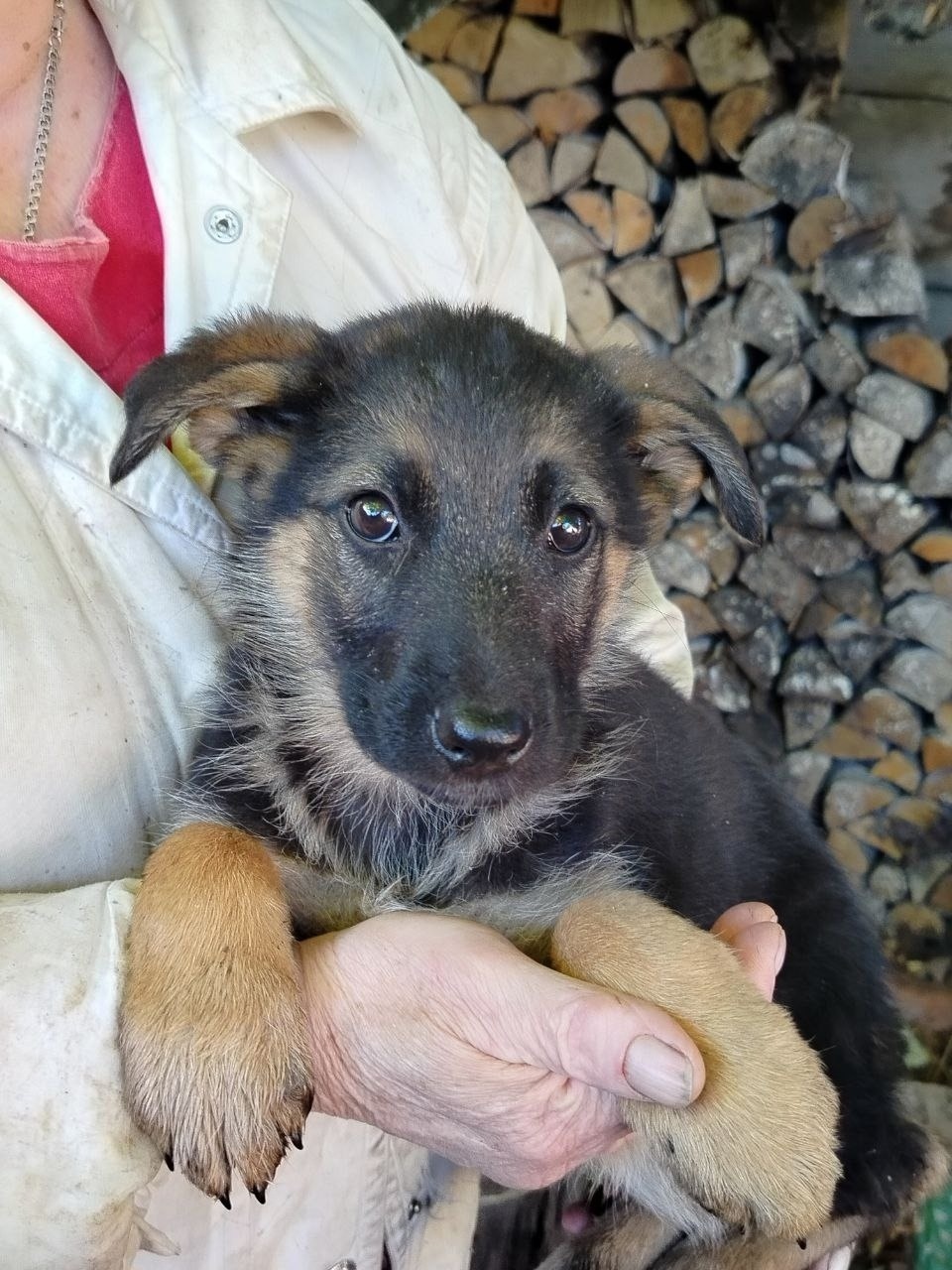 Живодеры выбросили мешок со щенками в яму в Острове 