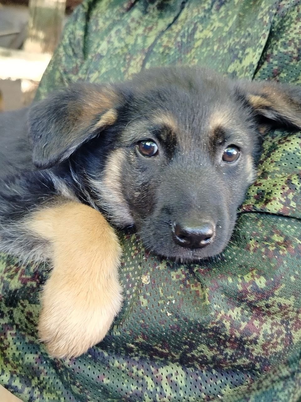 Живодеры выбросили мешок со щенками в яму в Острове 
