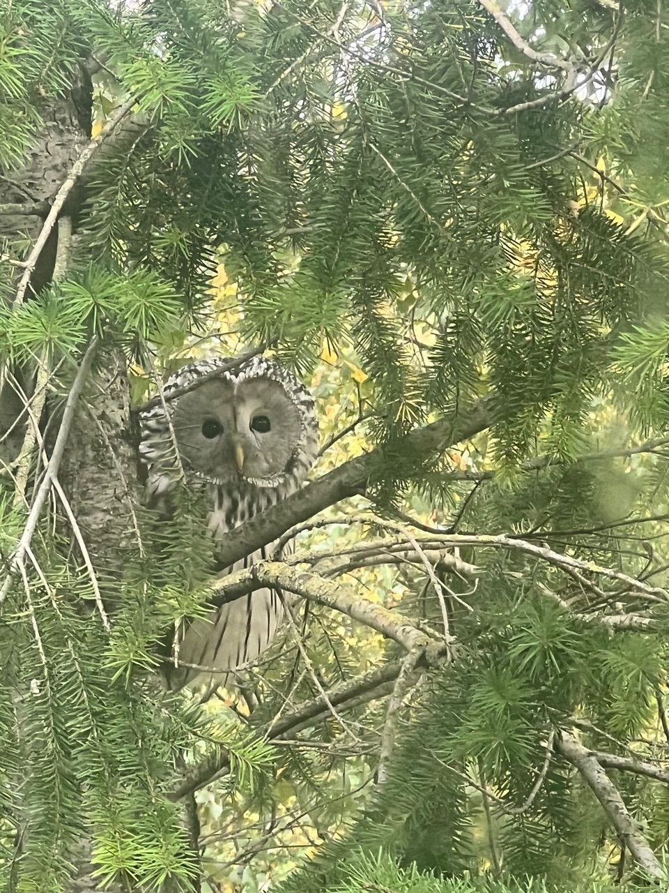 Сова залетела в гости к псковским судебным приставам 