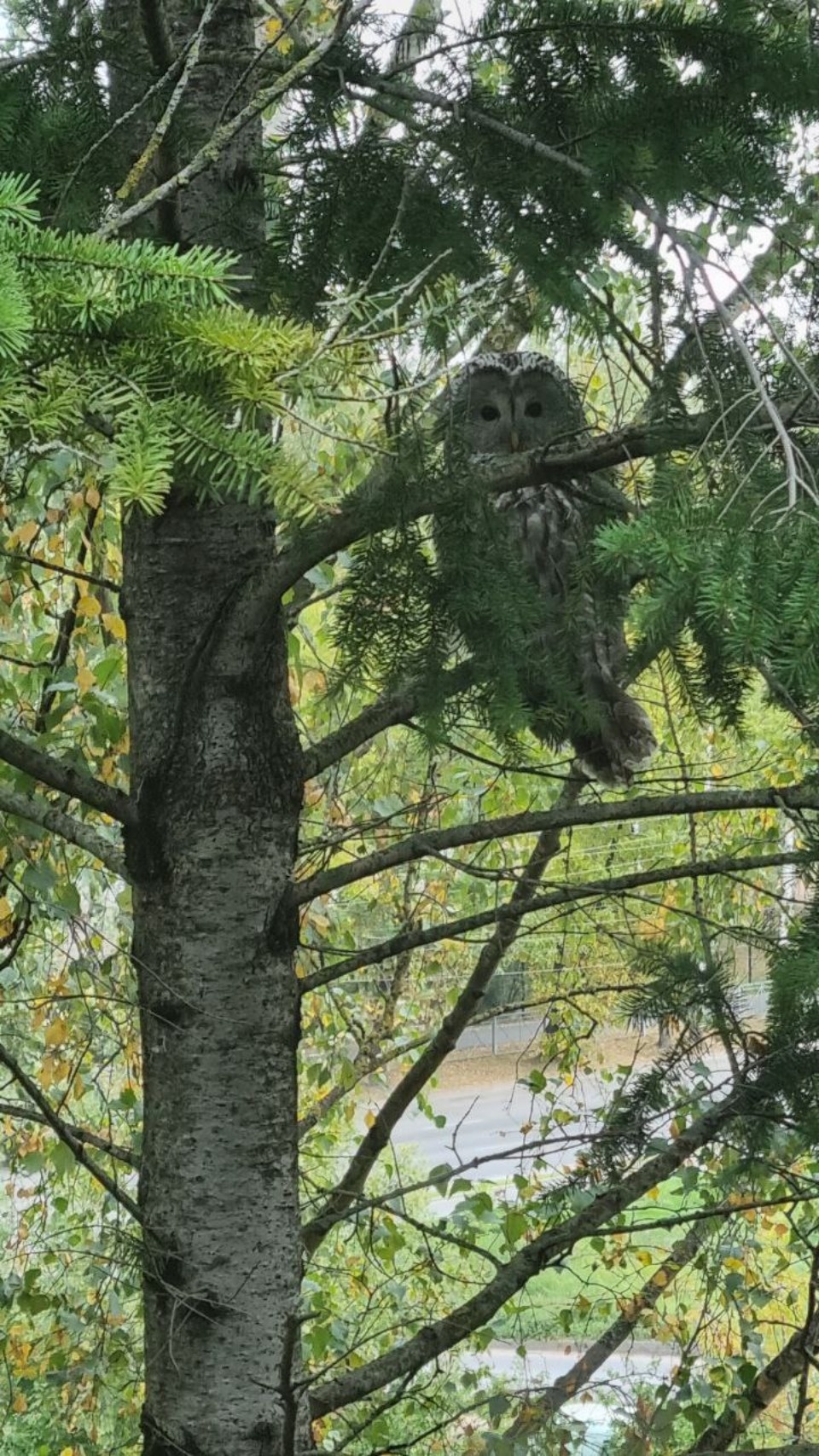 Сова залетела в гости к псковским судебным приставам 