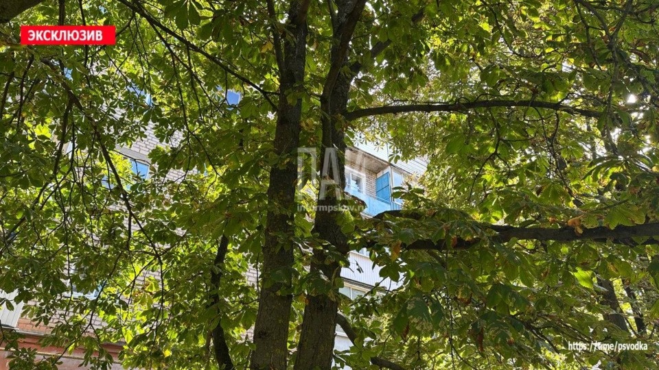 Упавшего с дерева ребенка госпитализировали с открытым переломом в Великих Луках Упавшего с дерева ребенка госпитализировали с открытым переломом в Великих Луках