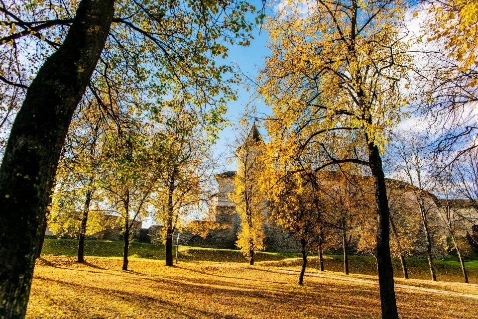 До +14 градусов ожидается в Псковской области 6 октября До +14 градусов ожидается в Псковской области 6 октября