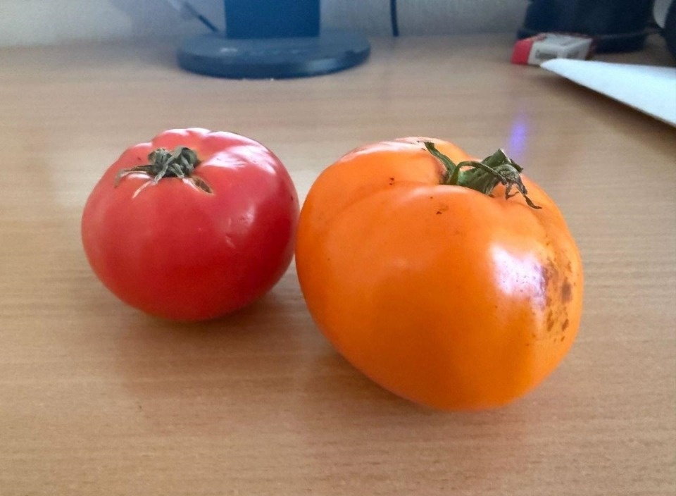 Ботаник-самоучка из Псковской области вырастил гибрид хрена и помидора