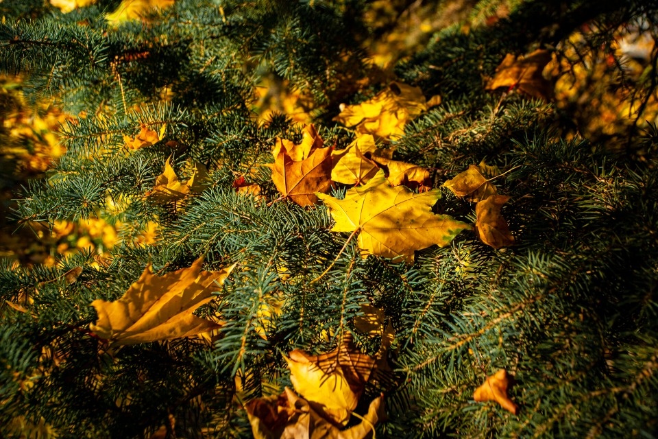 До +14 градусов ожидается в Псковской области 8 октября 