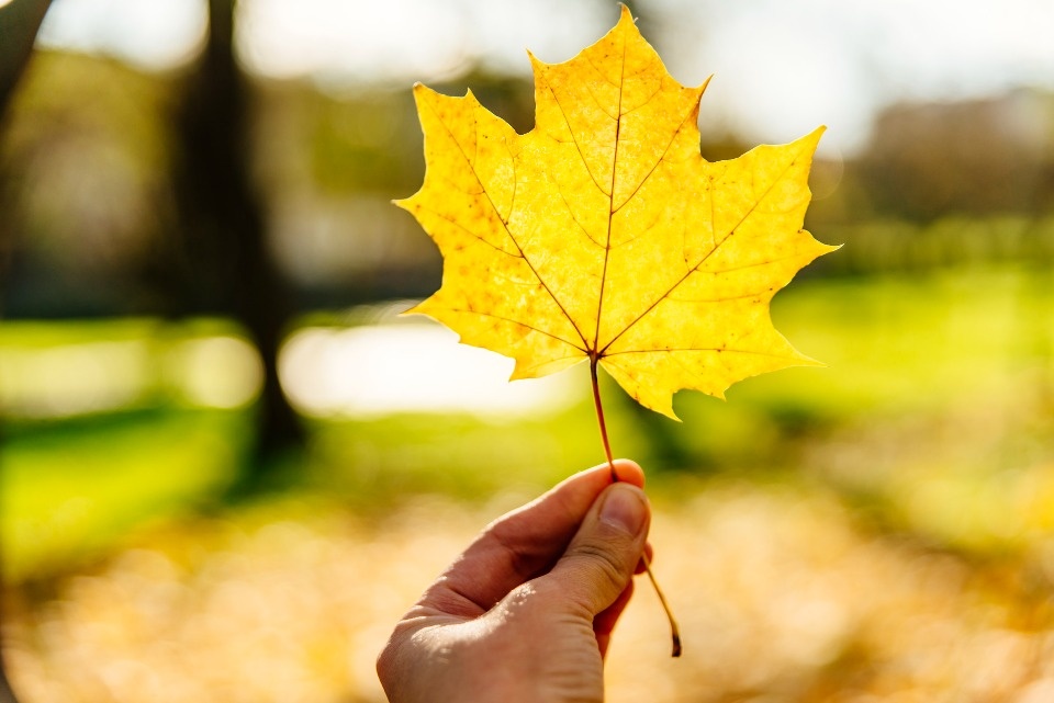В Псковской области заканчивается золотая осень 