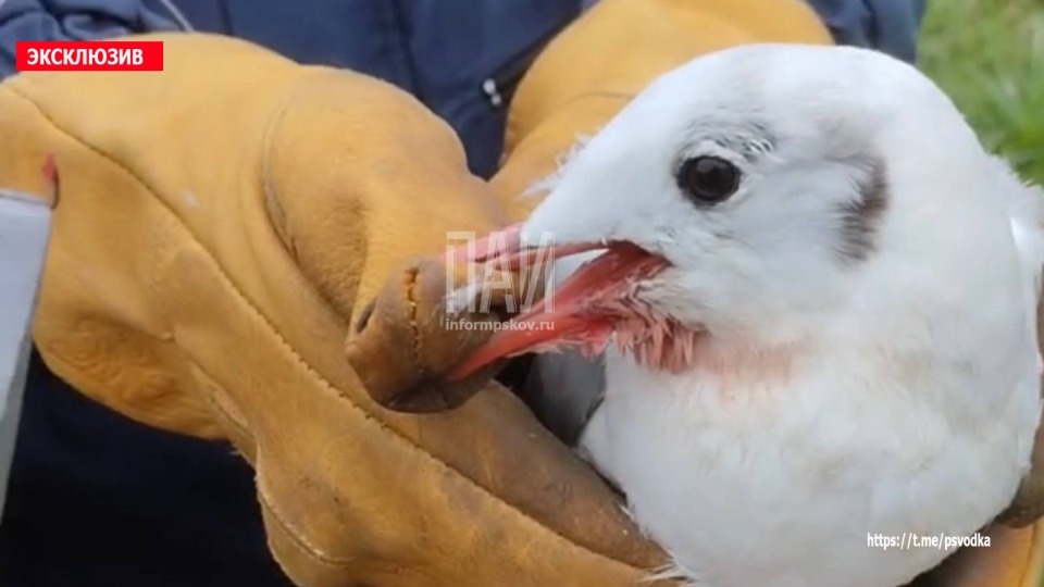 В Пскове спасатели достали рыболовный крючок из клюва чайки