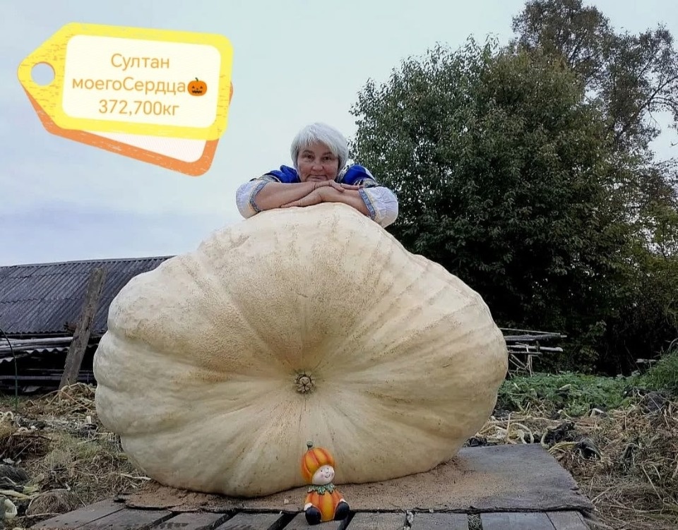 «Русалочку» весом почти в 500 кг вырастили в Псковской области