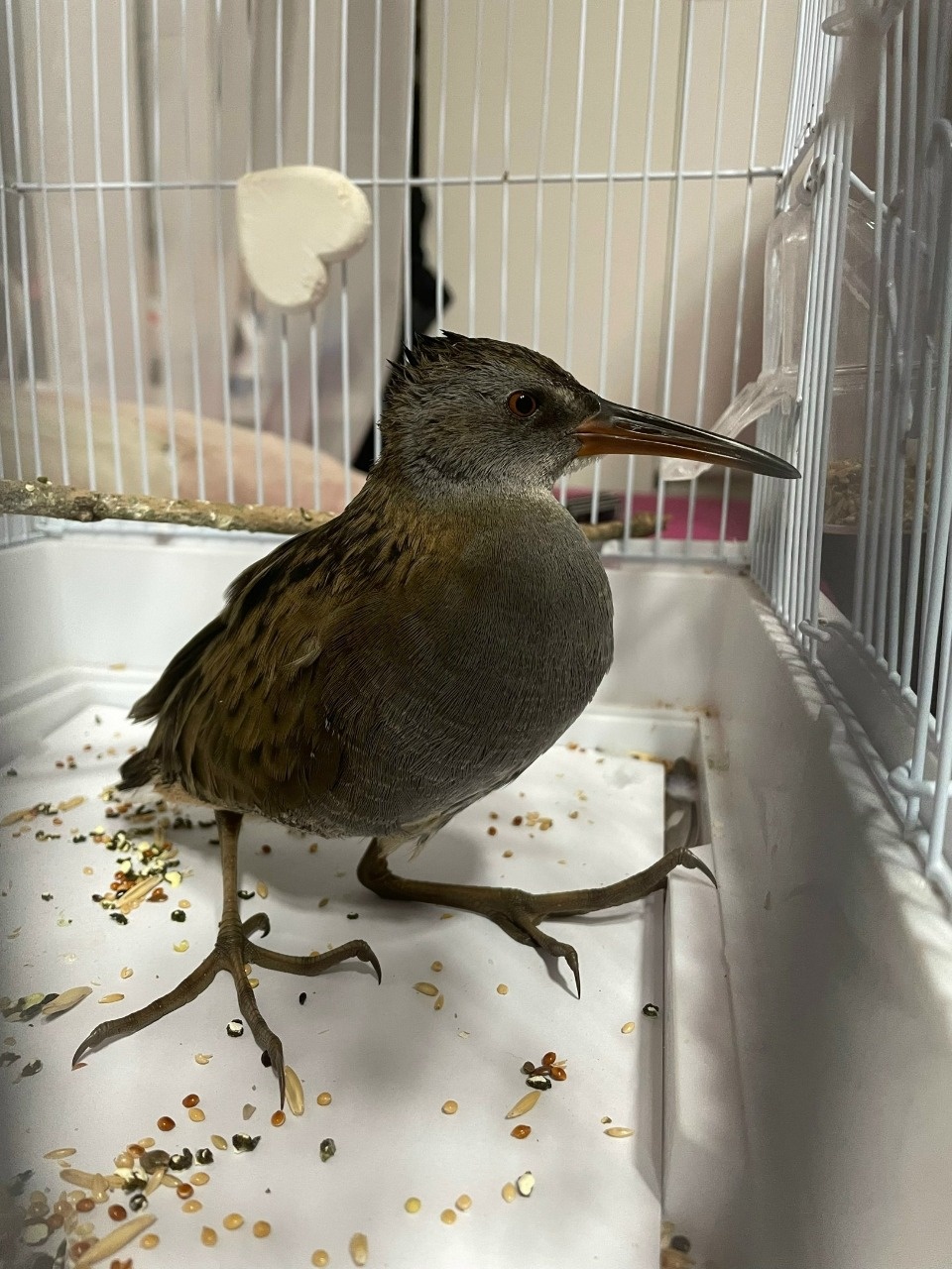 В луже на Завеличье в Пскове обнаружили птицу из Красной книги В луже на Завеличье в Пскове обнаружили птицу из Красной книги