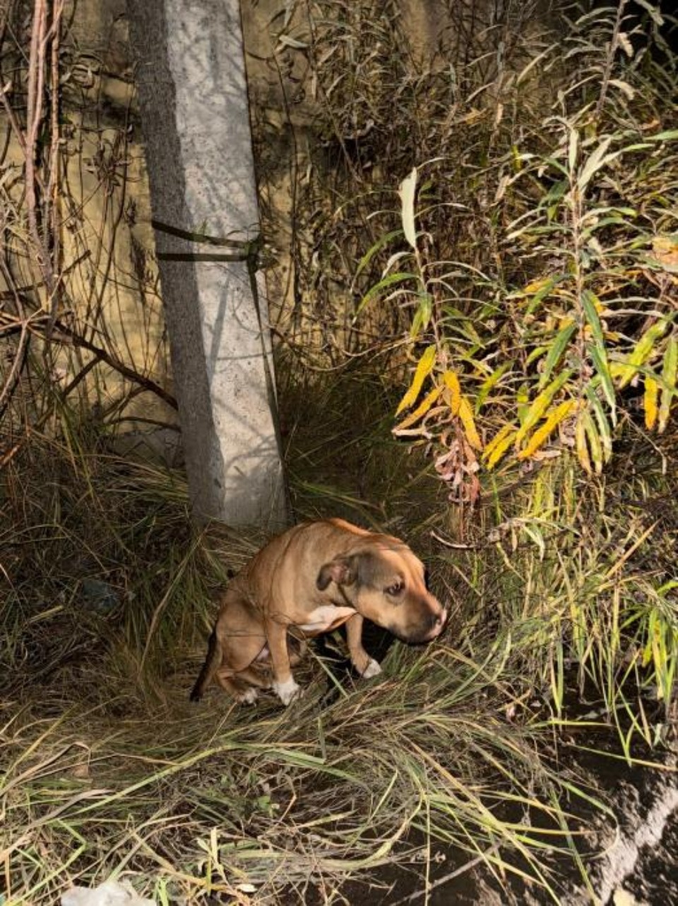 Привязанную к столбу собаку спасли псковские волонтеры