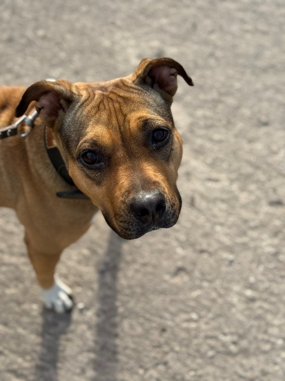 Привязанную к столбу собаку спасли псковские волонтеры