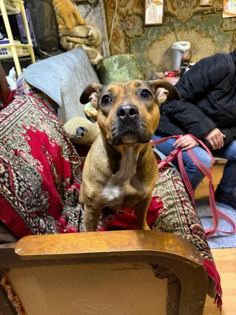 Привязанную к столбу собаку спасли псковские волонтеры